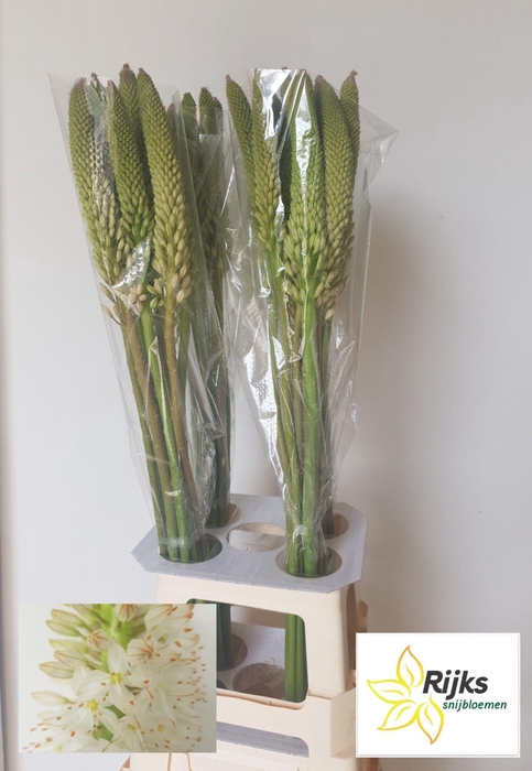<h4>EREMURUS HIMALAICUS</h4>