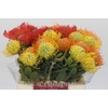 Nutans Mix 3 kleur