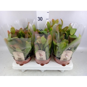 Rhipsalis   ...