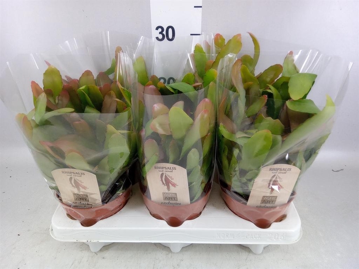 <h4>Rhipsalis   ...</h4>