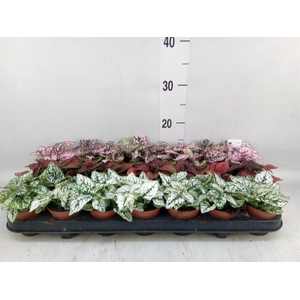 Hypoestes phyllo.   ...mix