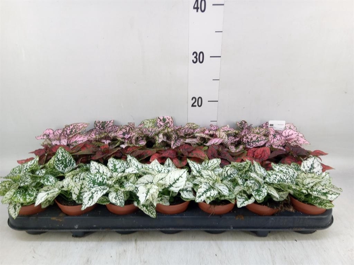 <h4>Hypoestes phyllo.   ...mix</h4>