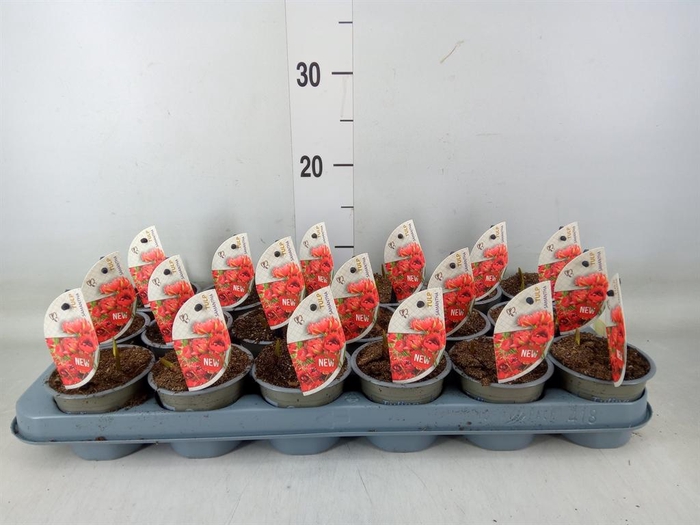 <h4>Tulipa   ...species</h4>