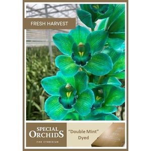 CYMB Dyed Double Mint