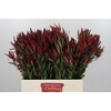 Leucadendron Saf Sunset Dark R.Spray