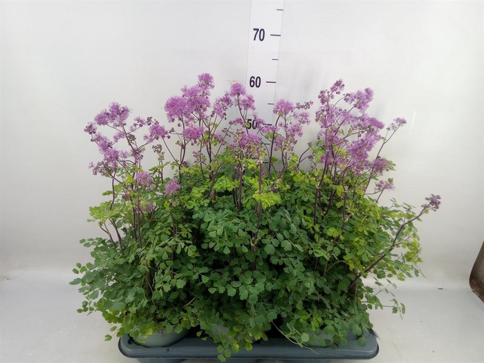 <h4>Thalictrum aquileg. 'Thundercloud'</h4>