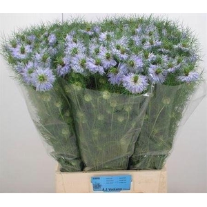 Nigella D Mystery Lila