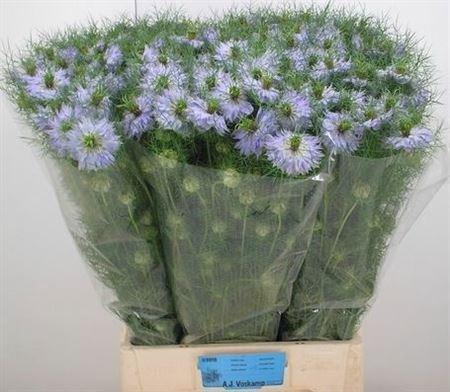 <h4>Nigella D Mystery Lila</h4>