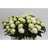 Paeonia Brother Chuck