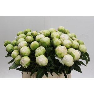 Paeonia Brother Chuck