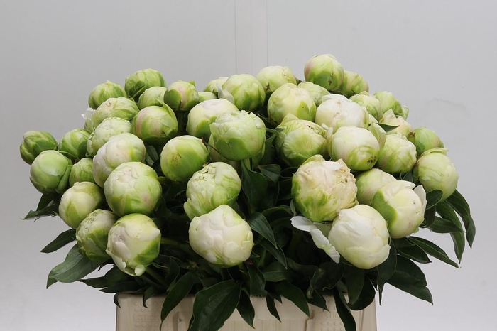 <h4>Paeonia Brother Chuck</h4>