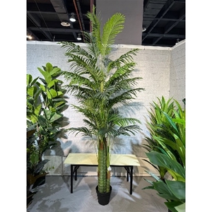 Plant Areca1 palm 260cm in pot green