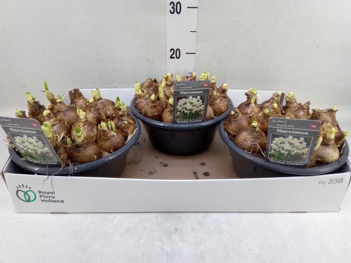 <h4>Narcissus DU 'Bridal Crown'</h4>