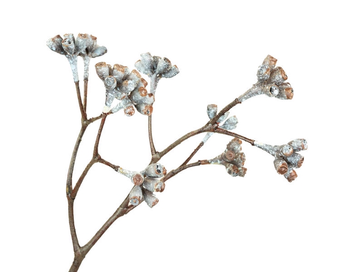 <h4>Eucalyptus Berry Aubergine</h4>