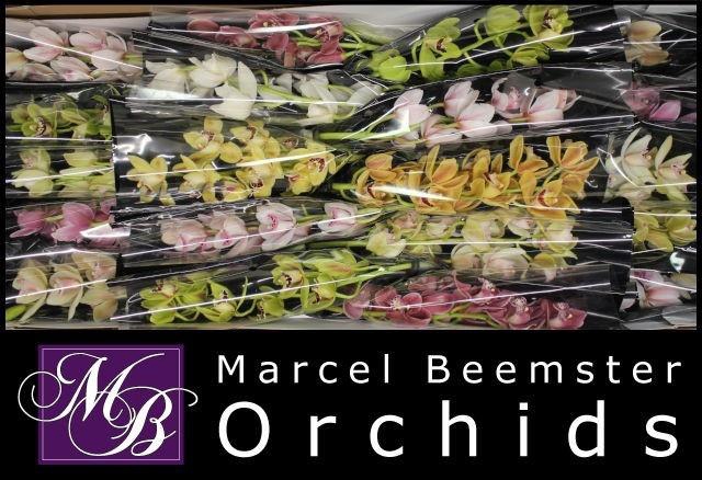 <h4>CYMB MI GEM</h4>