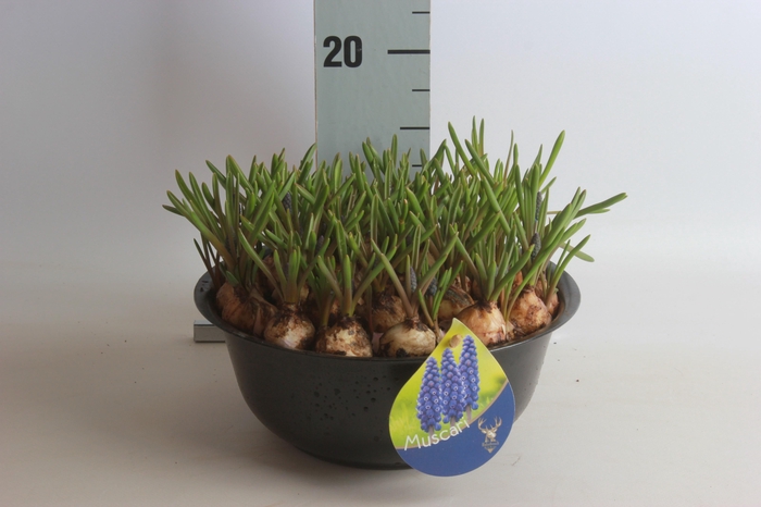 <h4>ARR MUSCARI</h4>