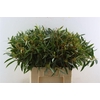 Euca Amber Nut Berry 60cm