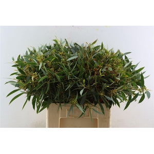 Euca Amber Nut Berry 60cm
