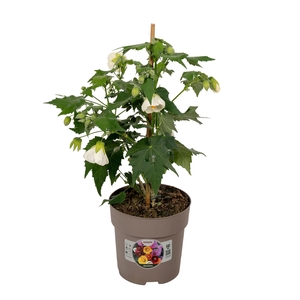 Abutilon P15 Wit