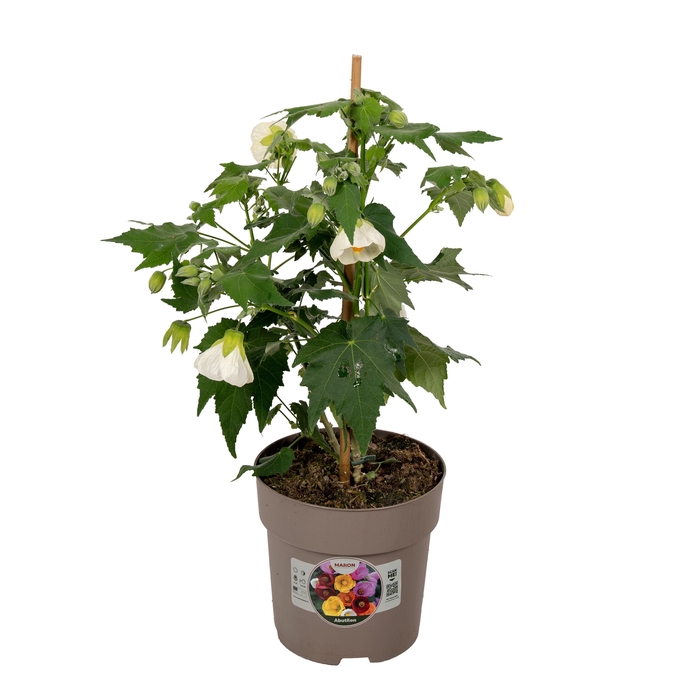 <h4>Abutilon P15 Wit</h4>