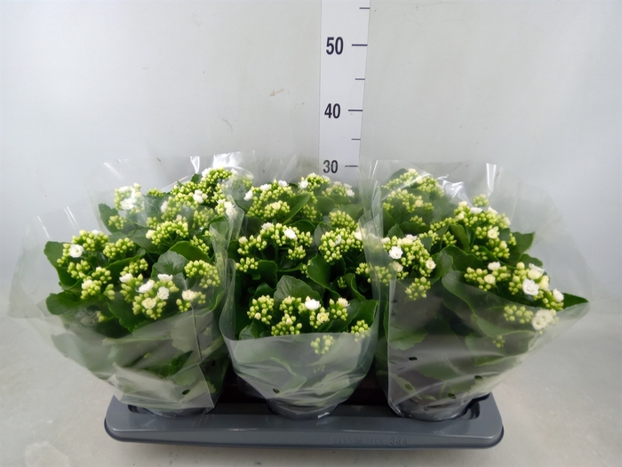 <h4>Kalanchoe  'RoseFlow Greta'</h4>