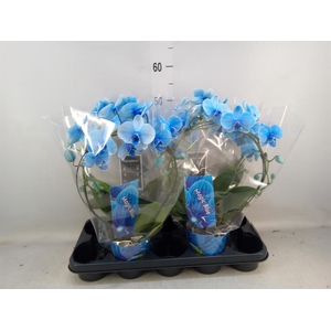 Phalaenopsis   ...