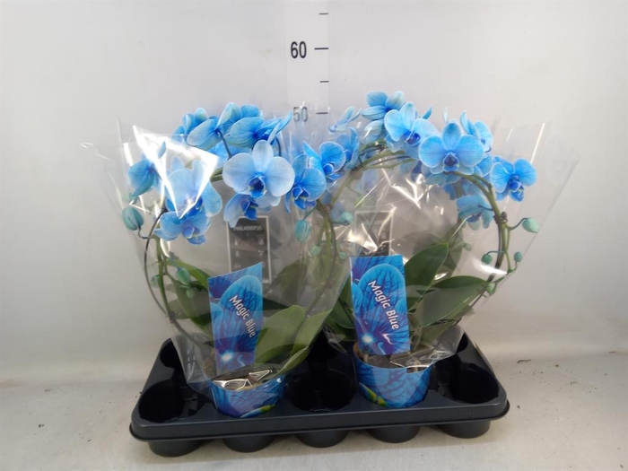 <h4>Phalaenopsis ...</h4>