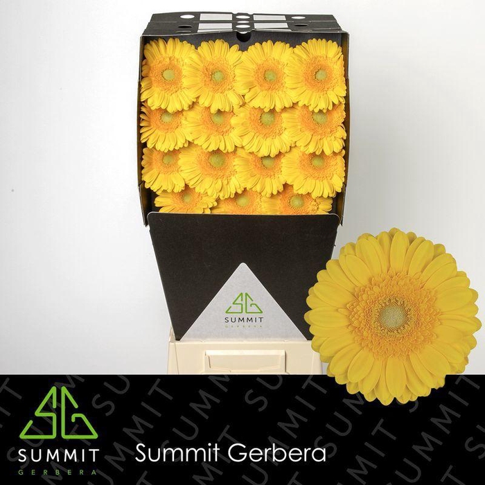 <h4>Gerbera Captiva Diamond</h4>
