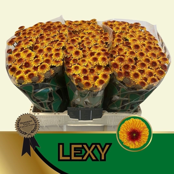 <h4>CHR S LEXY</h4>