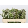 Kaaps Groen Spray Brunia
