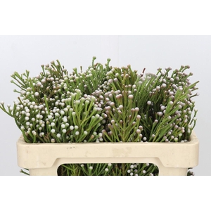 Kaaps Groen Spray Brunia
