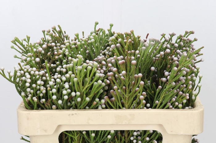 <h4>Kaaps Groen Spray Brunia</h4>