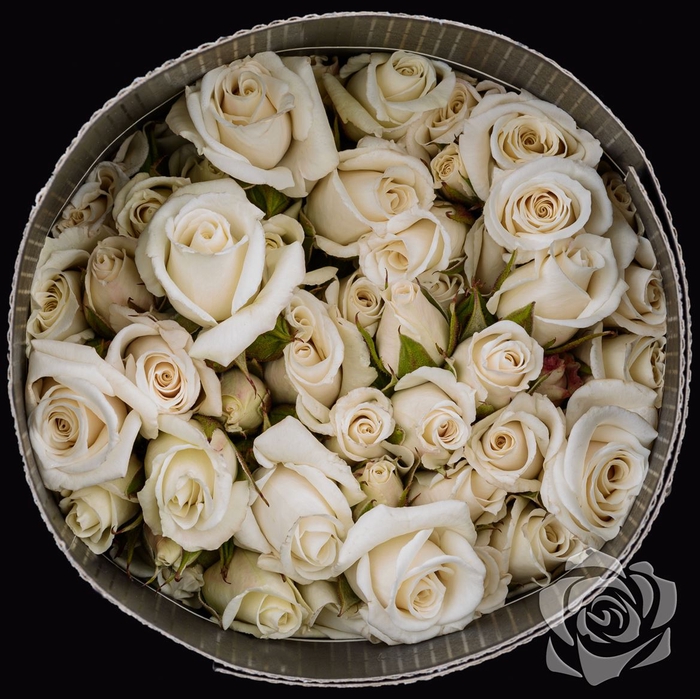 Rosa Spray White Majolica