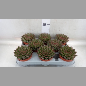 Echeveria   ...
