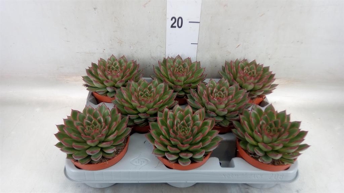 <h4>Echeveria   ...</h4>