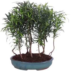 Outdoor Bonsai Podocarpus Forest ø22cm Oval Ceramic