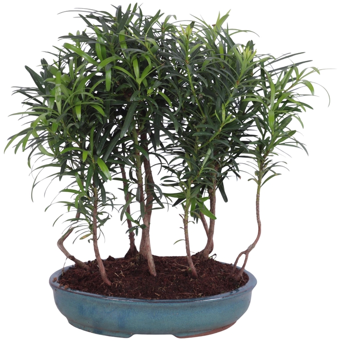 <h4>Outdoor Bonsai Podocarpus Forest ø22cm Oval Ceramic</h4>
