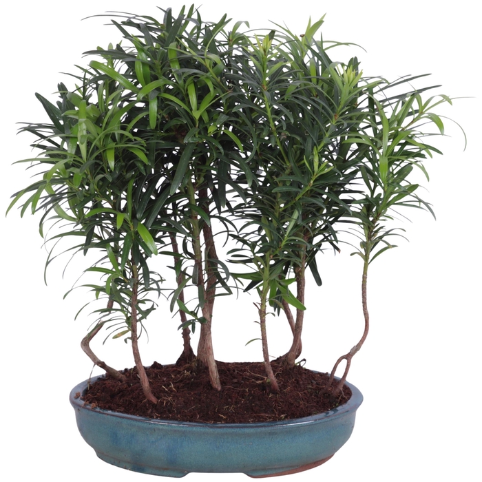 <h4>Outdoor Bonsai Podocarpus Forest ø22cm Oval Ceramic</h4>