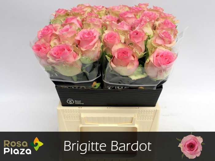 <h4>Rosa large brigitte bardot</h4>