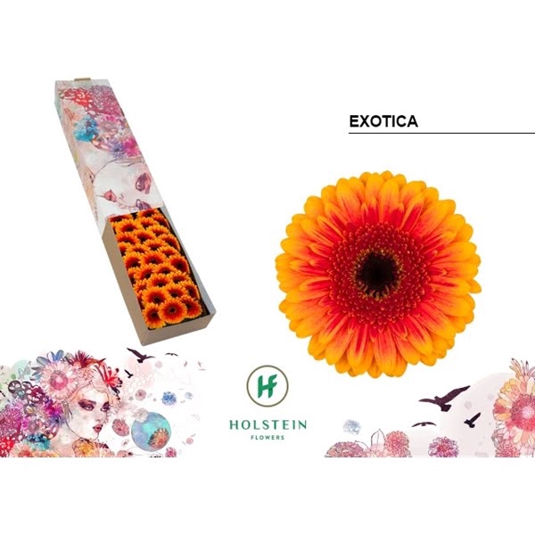 <h4>Ge Mi Exotica Box</h4>