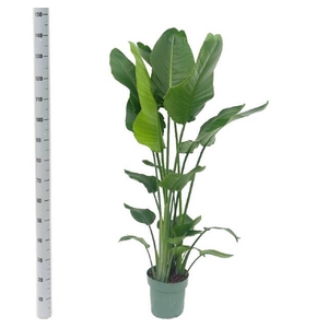 STRELITZIA NICOLAI