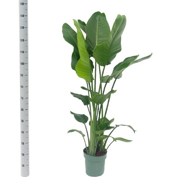 <h4>STRELITZIA NICOLAI</h4>