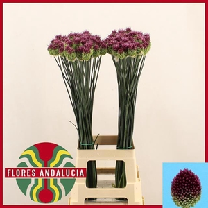 ALLIUM SPHAEROCEPHAL