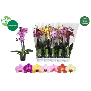 PHAL GEM 7 KL