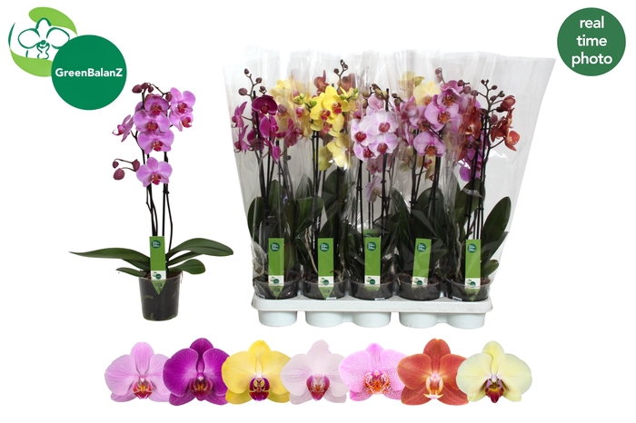 <h4>PHAL GEM 7 KL</h4>