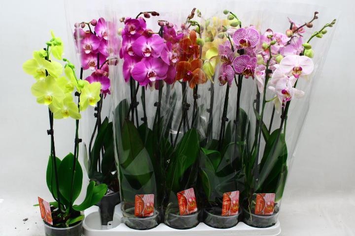 <h4>PHAL GEM 7 KL</h4>
