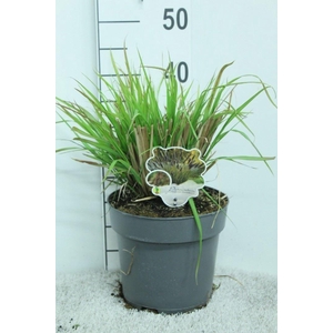 Pennisetum alopec.