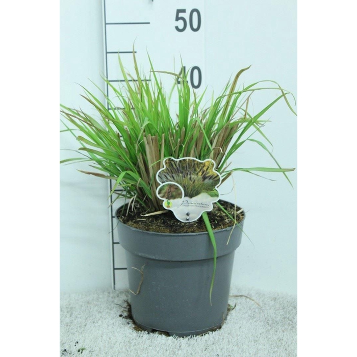 <h4>Pennisetum alopec.</h4>