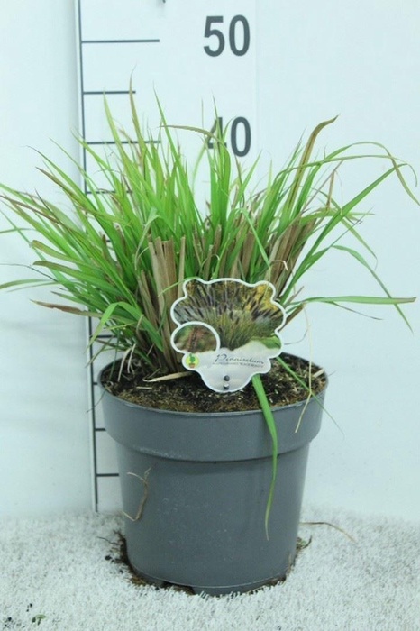 Pennisetum alopec.