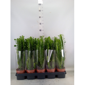 Euphorbia trigona